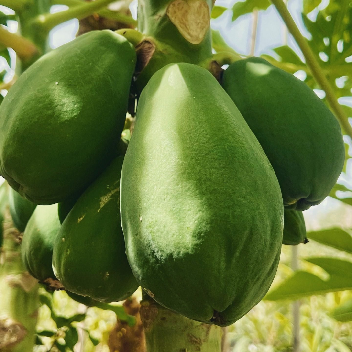 Papayas!
#costablanca #costablancalifestyle #costablancavibes #costablancalife #costablancaspain #costablanca🇪🇸 #spaintravel #spainlovers #visitcostablanca #alicante #valencia #mediterraneanlife #mediterraneanvibes #lifestylecostablanca #visitspain